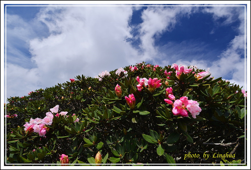 2015合歡主峰高山杜鵑(10).JPG