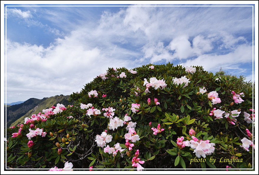 2015合歡主峰高山杜鵑(11).JPG