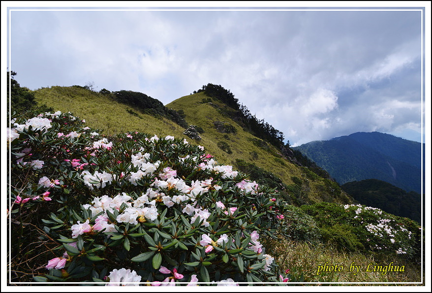 2015合歡主峰高山杜鵑(12).JPG