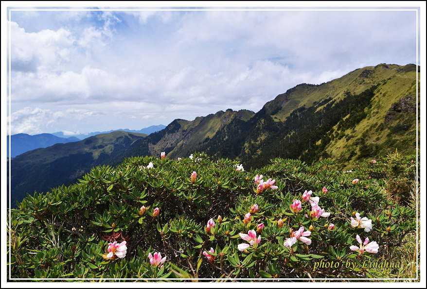 2015合歡主峰高山杜鵑(13).JPG