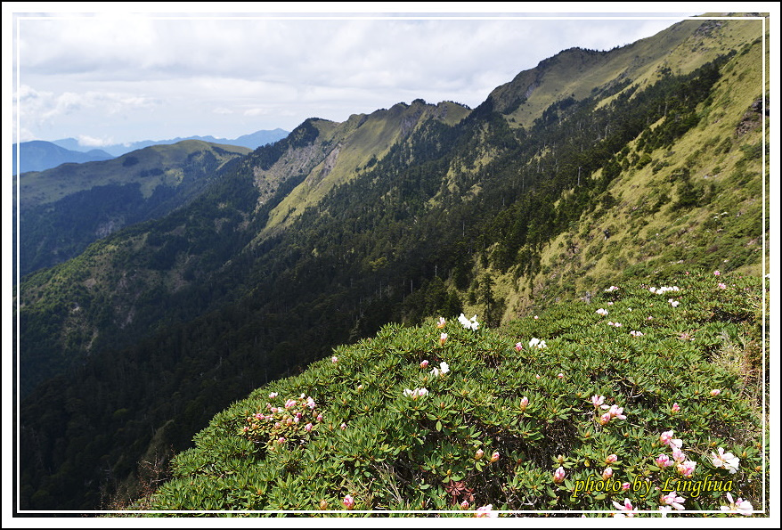 2015合歡主峰高山杜鵑(14).JPG