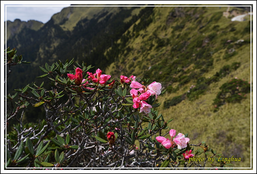 2015合歡主峰高山杜鵑(18).JPG