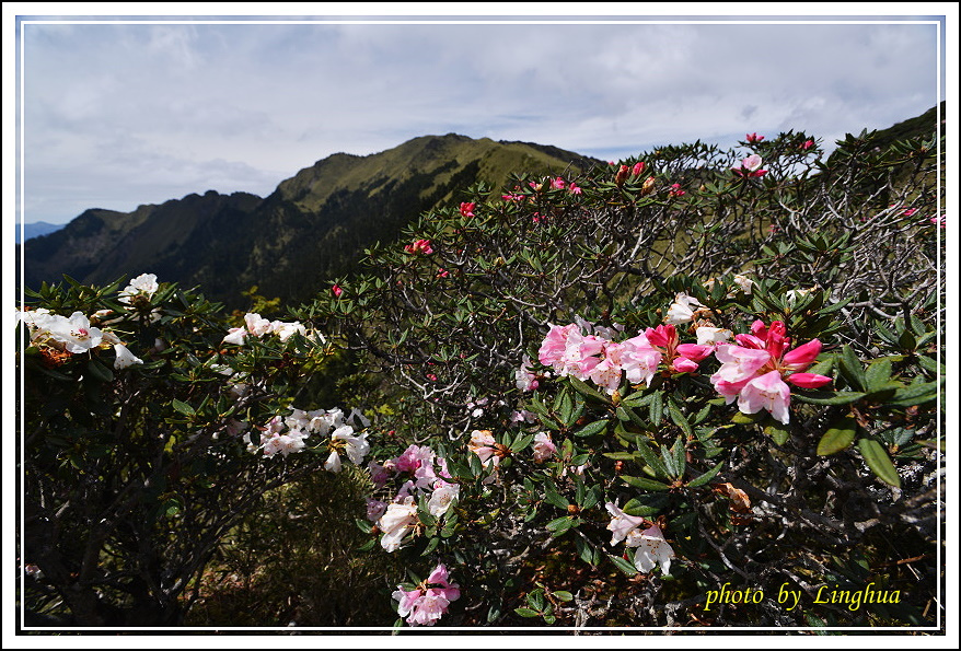 2015合歡主峰高山杜鵑(20).JPG