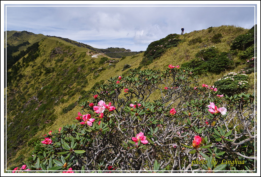 2015合歡主峰高山杜鵑(21).JPG