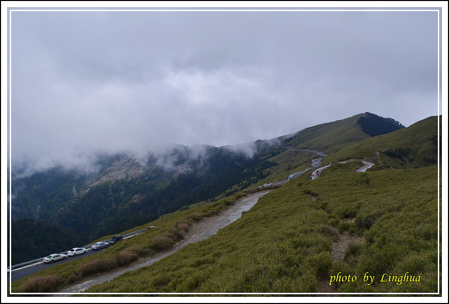 2015合歡主峰高山杜鵑(23).JPG