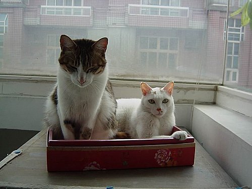 c6XR_OO0BBIyOpenHeFtig[1]