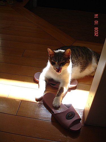 zBYwxyFc9nJERcVDVROsqw[1]