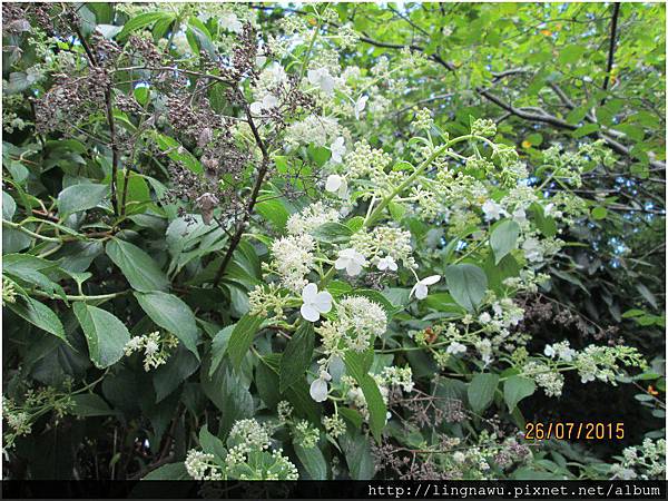 PhotoWindow_20150726125719