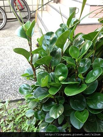 IMG_9935.JPG IMG_9935.JPG