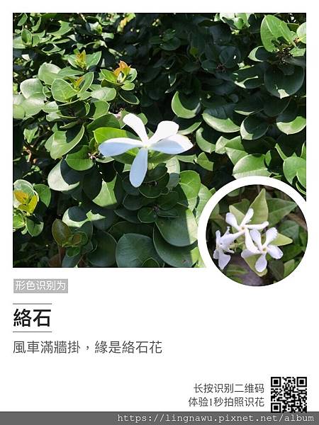 IMG_2658 淡水河左岸龍米公園 花果不同名