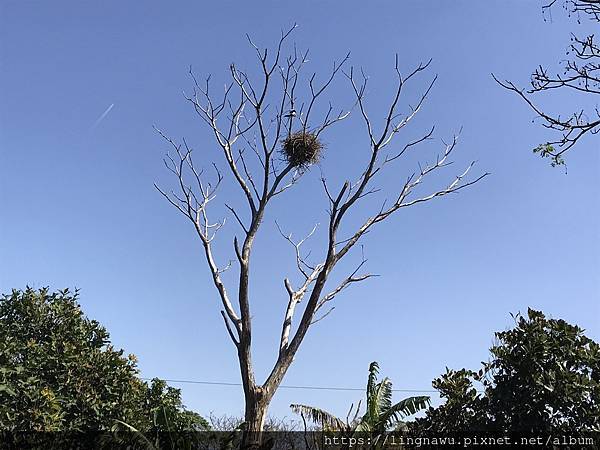裸處上一個相對大鳥巢