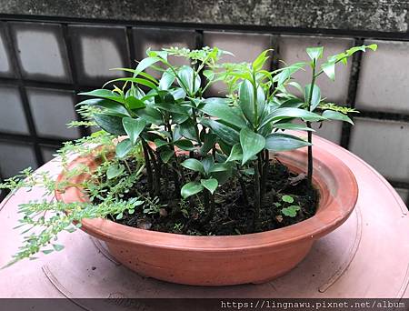 雷雨那日同學會