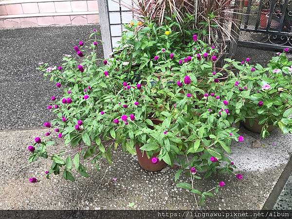 10/3 山陀兒颱風期間(無甚風和雨)