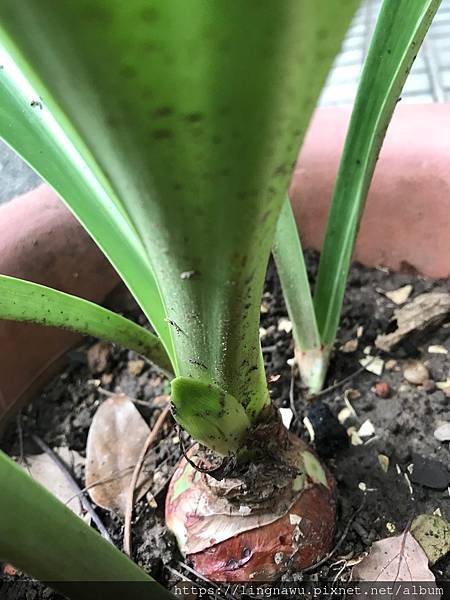 10/6 另一種孤挺抽出花莖