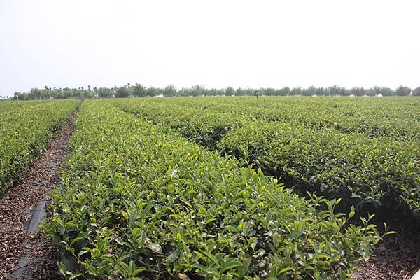 《茶香載道,炭火傳情:一段來自台灣山丘的故事》 《茶香載道,炭火傳情:一段來自台灣山丘的故事》