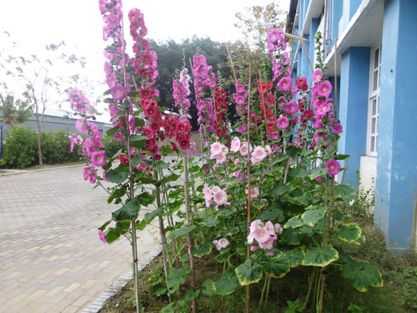 IMG_0004 IMG_0004