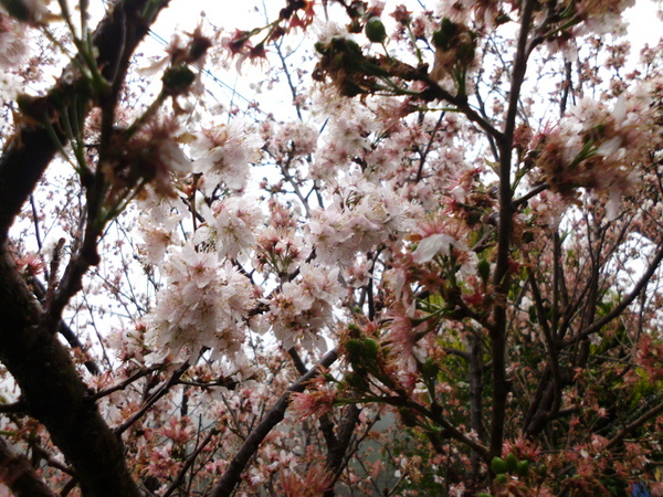 IMG_0256 IMG_0256