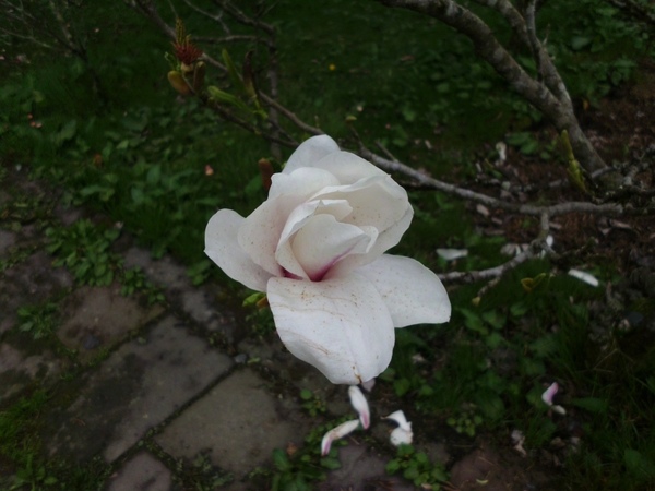 IMG_1254 IMG_1254
