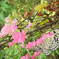 聖陶沙蝴蝶園.jpg