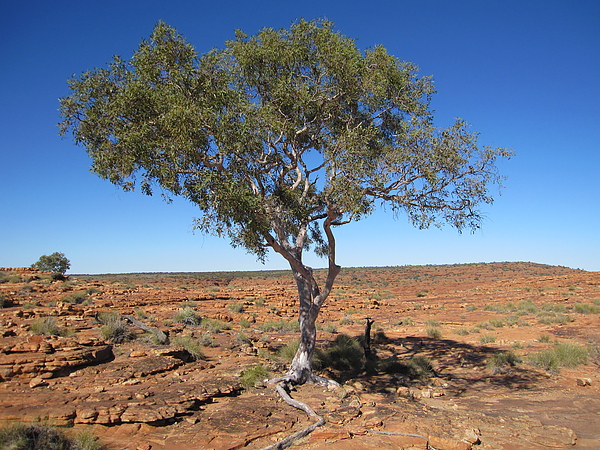 Kings Canyon 25.06.10 161.jpg