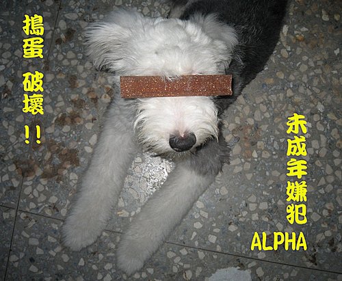 小嫌犯ALPHA.jpg