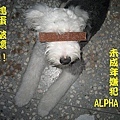 小嫌犯ALPHA.jpg