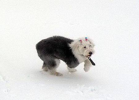 雪地奔跑.jpg 雪地奔跑.jpg