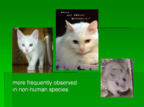 ppt in animal 2.JPG