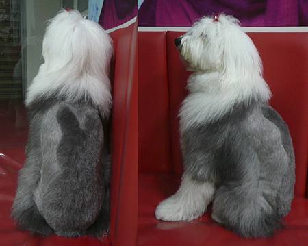 rabbit alpha s.jpg rabbit alpha s.jpg