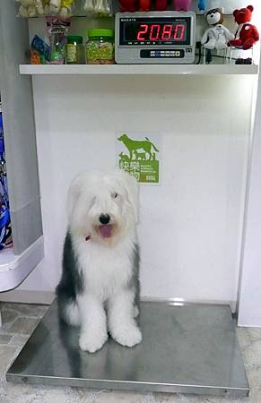 大狗磅秤.JPG 大狗磅秤.JPG