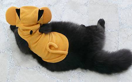 小猴仔.JPG 小猴仔.JPG