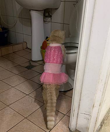 IMG_2074.jpeg IMG_2074.jpeg