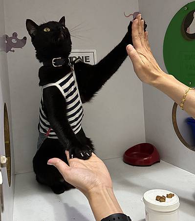 丸尾的花式握手