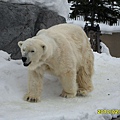 99.2-北海道-旭山滑雪場-28(動物園北極熊).JPG