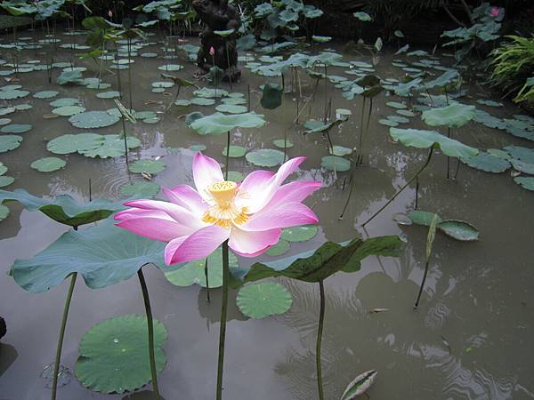 2011.1.29~2.2-峇里島-3-髒鴨風味餐廳荷花池.JPG