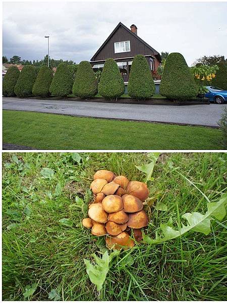 Örebro滿地是磨菇~連樹都剪成蘑菇狀
