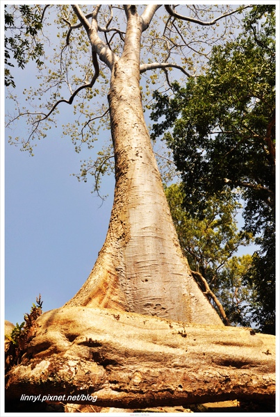 Kapok tree.jpg