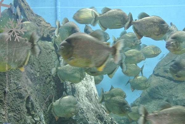 到室內水族館看魚囉~