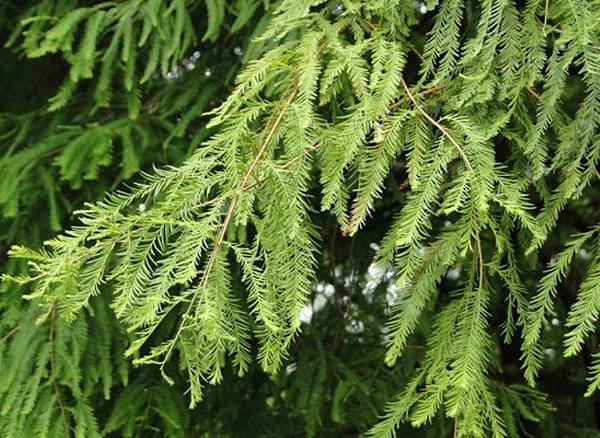 22305 110 塗潭道路落羽松