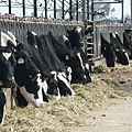 3811_Gallo cows