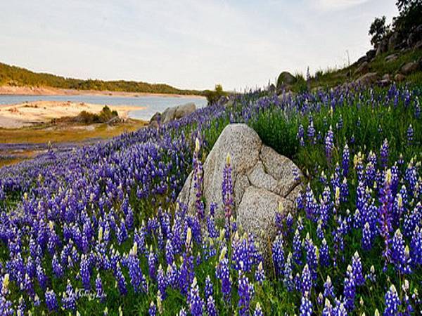 163 430 Lupines at Folsom Lake