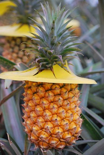 62110 520 金鑽鳳梨果.jpg