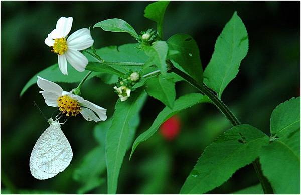 33602 380 黑點粉蝶