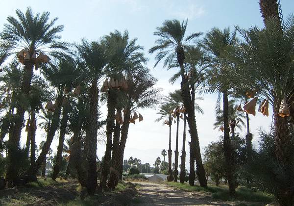 208 615 棗椰果園.jpg