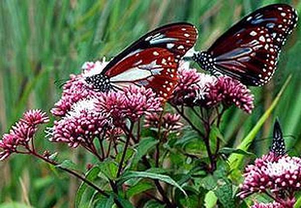 35702 210 陽明山.bmp