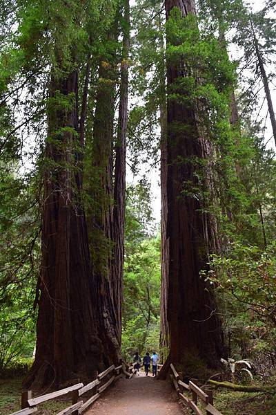 018 110 Redwood.jpg