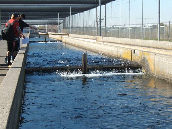 021 350 鮭魚爬魚梯.jpg