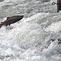 021 135 King Salmon at Nimbus Hatchery.jpg