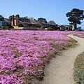 27204 645 Pacific Grove Ice Plant.jpg