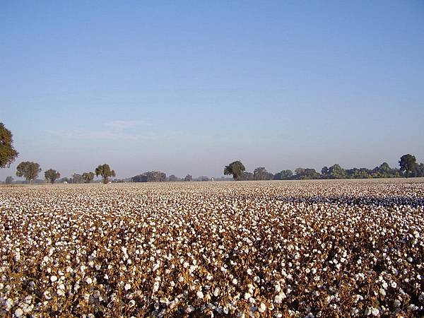 032 550 Hanford Cotton Field.jpg